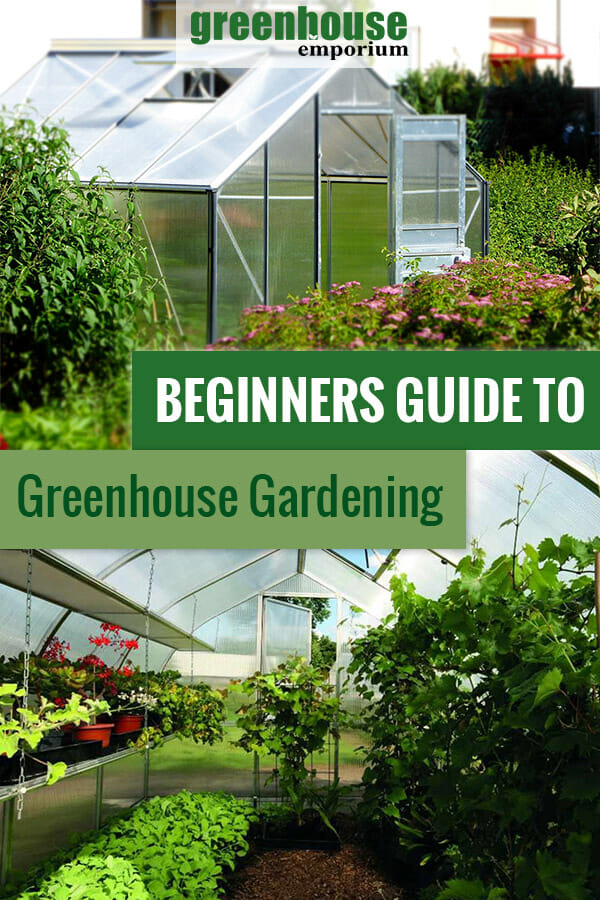 Greenhouse from outside and inside with the text: Beginners guide to greenhouse gardening