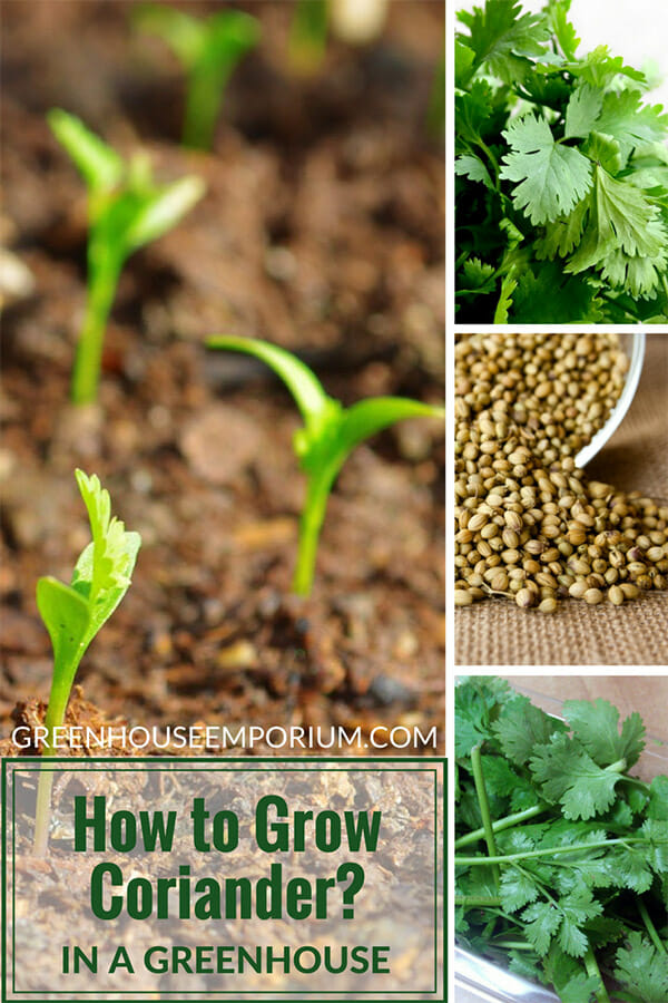 Coriander/Chinese Parsley growing in soil, green leaves of Cilantro, Coriander seeds with text: How to Grow Coriander in a greenhouse