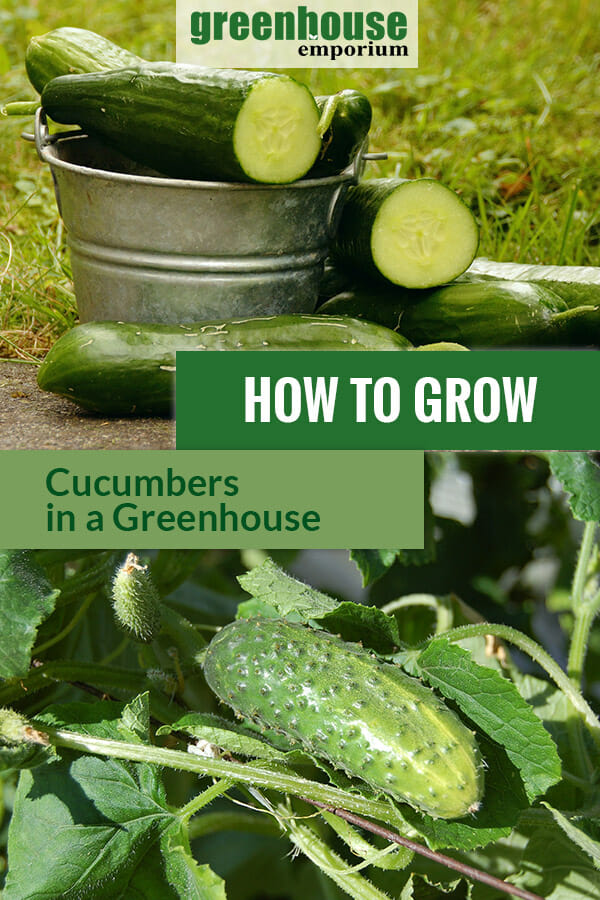 Planted cucumbers and some sliced cucumbers in the bucket with the text: How to grow cucumbers in a greenhouse
