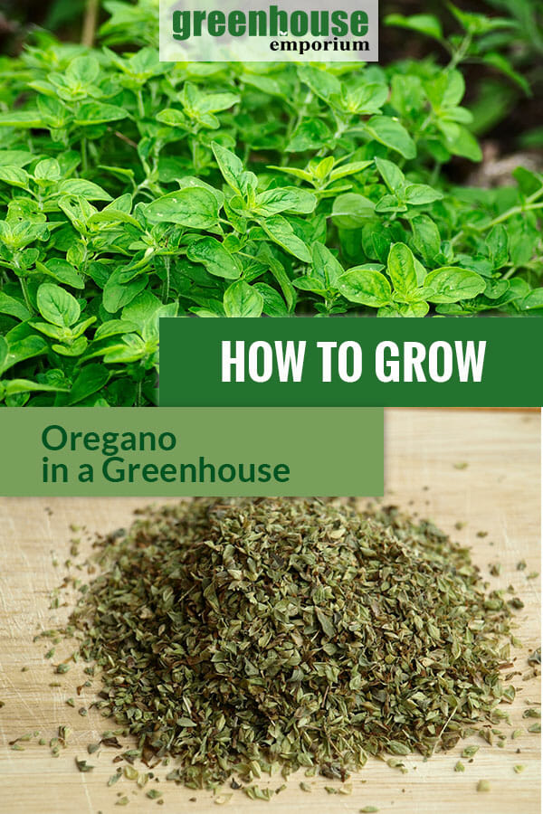 Dried and fresh oregano leaves with the text: How to grow oregano in a greenhouse.