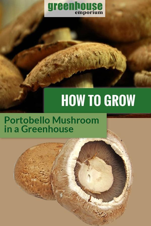 Portobello mushrooms with the text: How To Grow Portobello Mushrooms in a Greenhouse