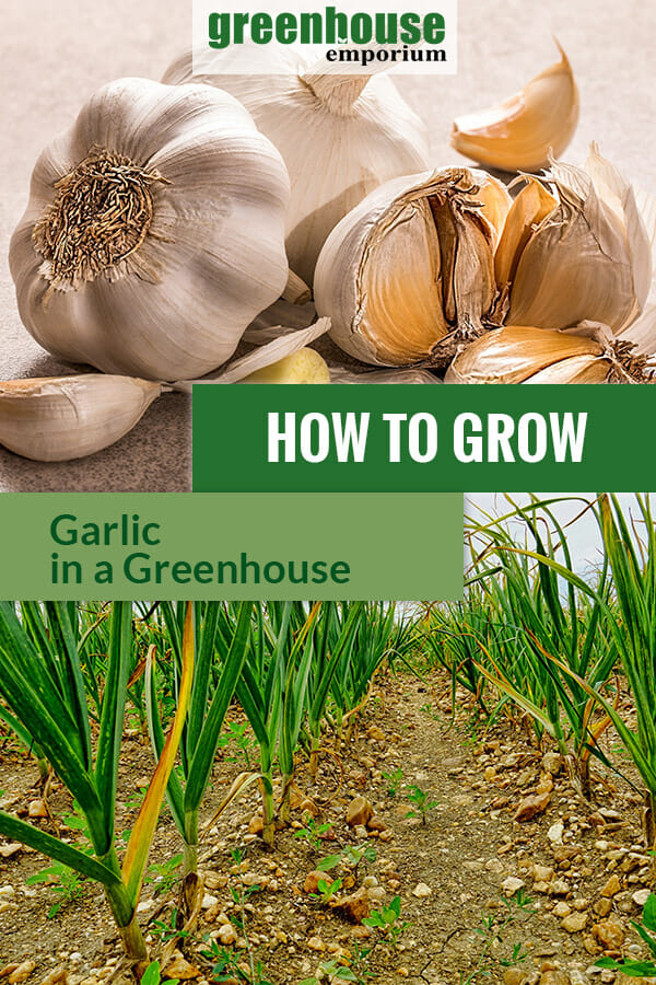 AT the top are pieces of garlic and below are planted garlic in rows with the text in the middle: How to grow garlic in a greenhouse