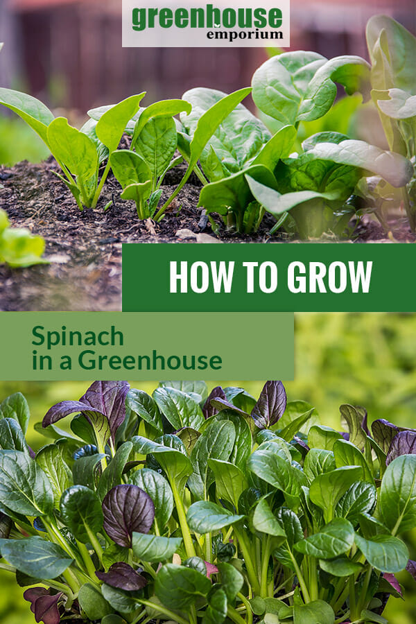 Spinach with the text: How to grow spinach in a greenhouse
