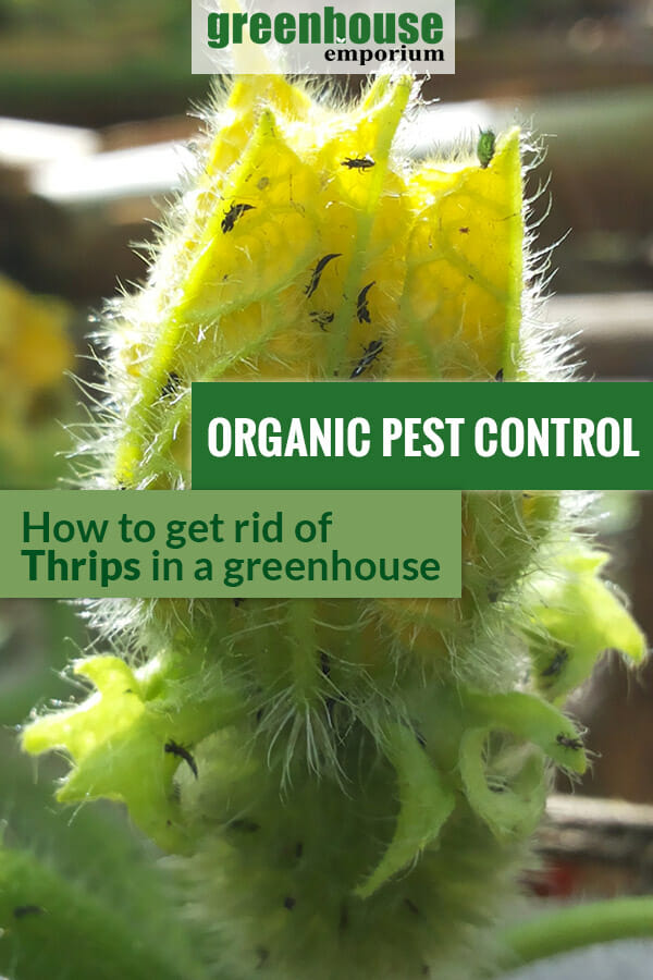 Thrips infestation shown in a plant. The text in the middle says, Organic Pest Control How to Get Rid of Thrips in a Greenhouse