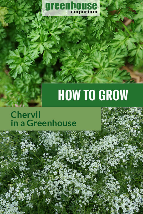 Chervil with dark green leaves and umbel looking flowers with the text: How to grow chervil in a greenhouse