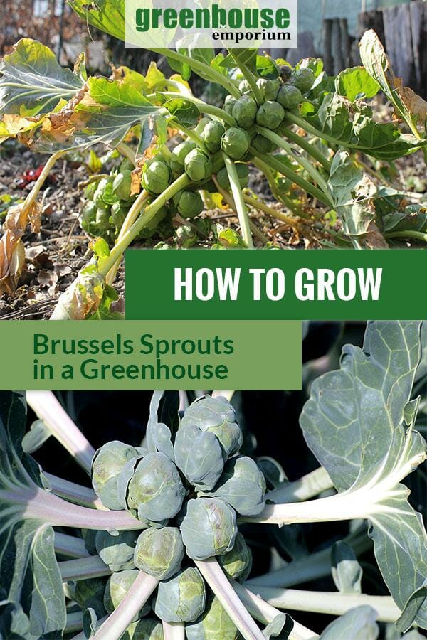 Ready to harvest Brussels sprouts with the text: How to grow Brussels sprouts in a greenhouse