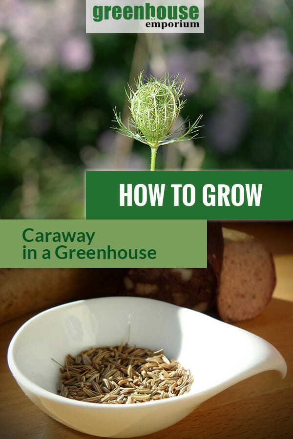 Caraway plant and caraway seeds in a white bowl with the text: How to grow caraway in a greenhouse