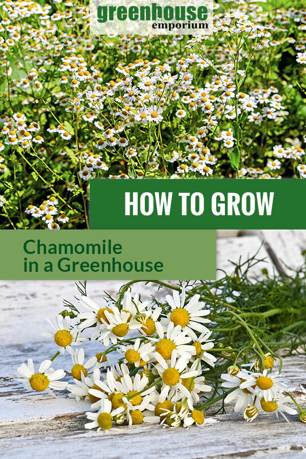 Chamomile plants with the text: How to grow chamomile in a greenhouse