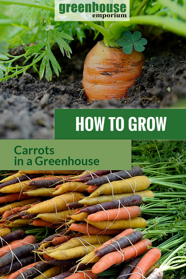 Planted carrot in soil and colorful varieties with the text: How to grow carrots in a greenhouse