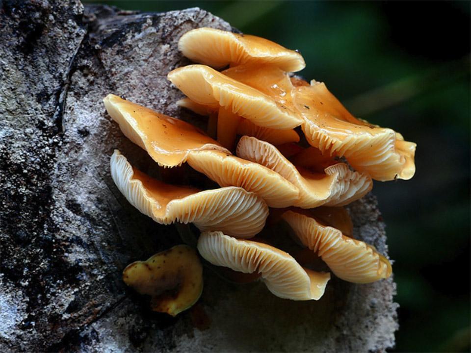 Enokitake mushroom growing on a bark of a tree