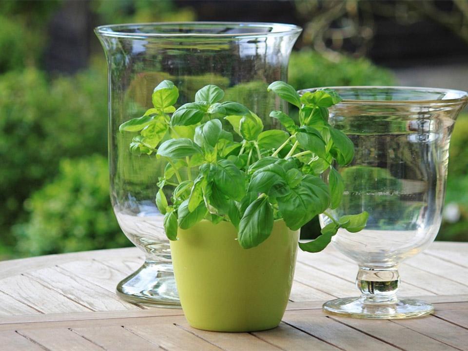 Basil planted in a green pot placed on a table. There are two clear pitchers on both sides