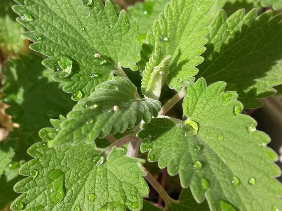 Freshly watered catnip plant - you can see the water drops on the wide leaves