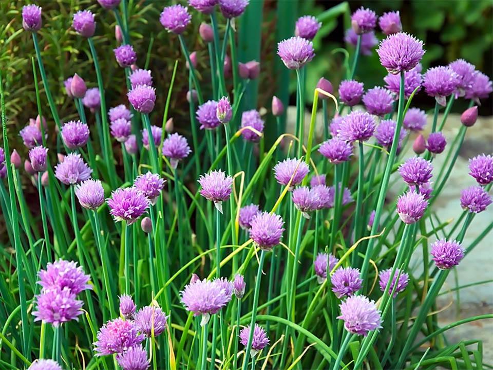 Planted chives with purple flowers