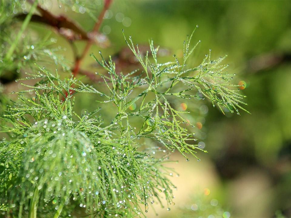 Freshly watered dill - You can see the water drops hanging on the fine dill branches
