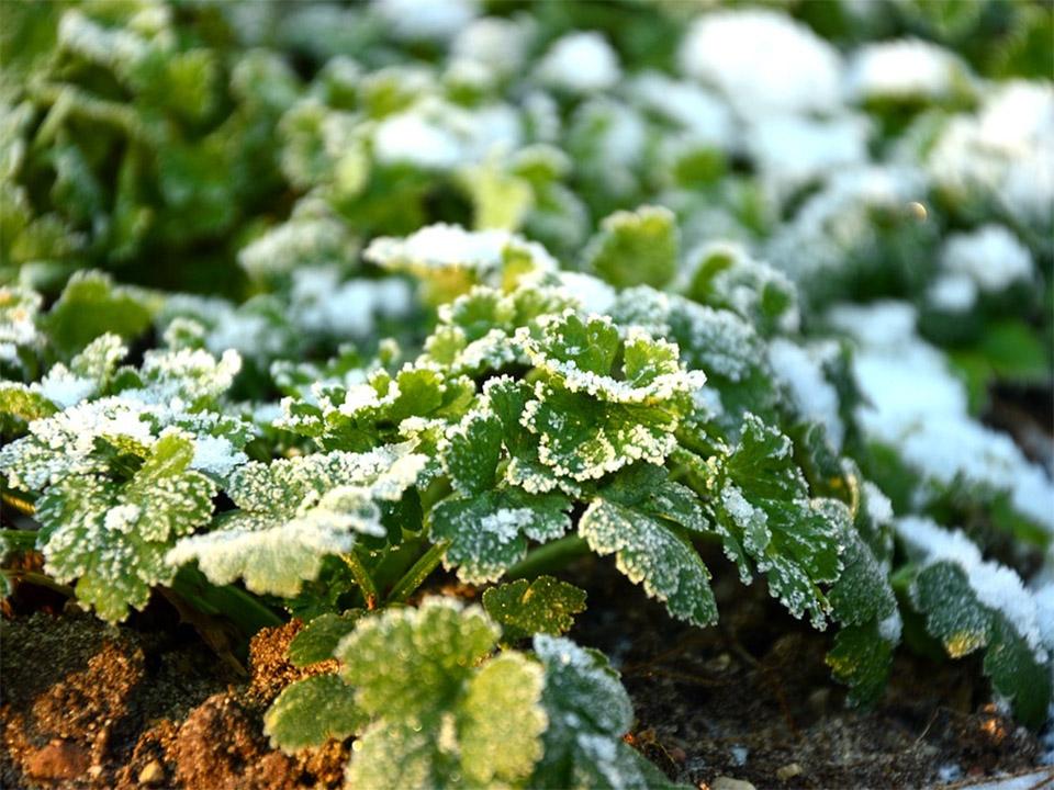 Feuilles vertes avec de la neige