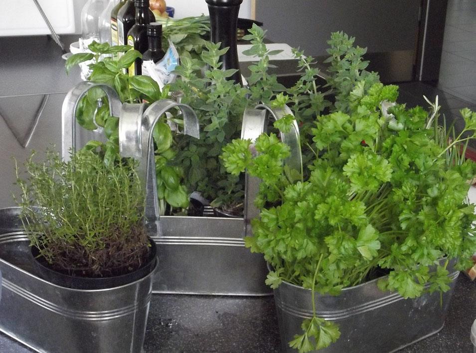 Several herbs planted in pots placed in a kitchen