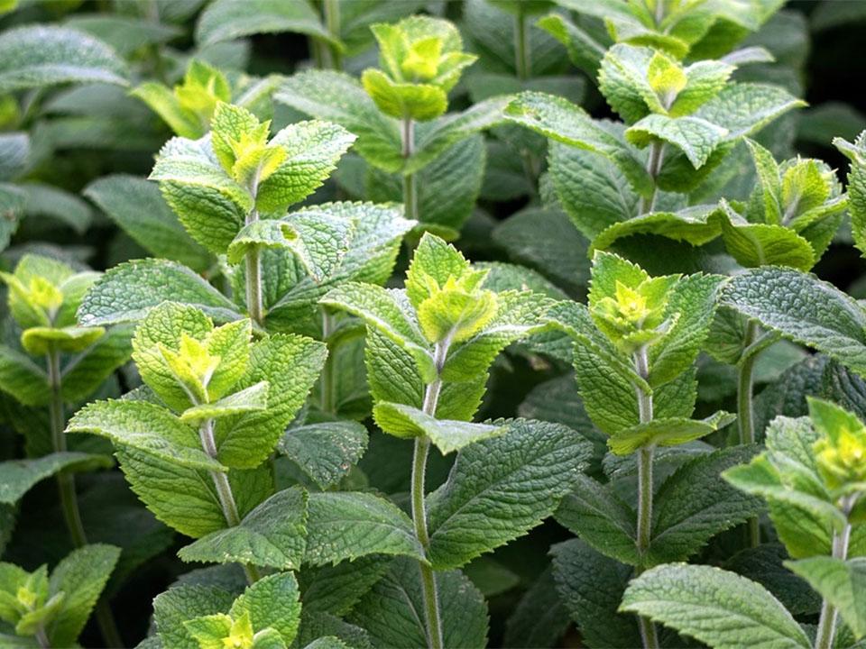 Menthe poivrée plantée