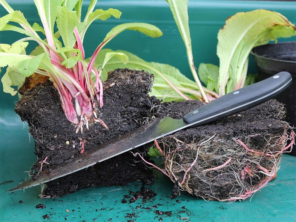 Une plante divisée au milieu montrant ses racines prêtes à être rempotées