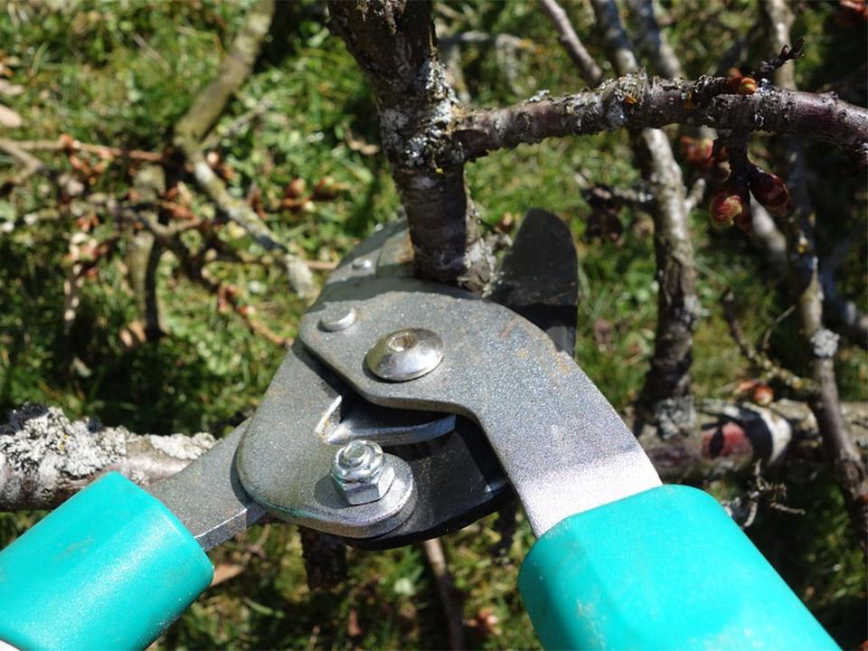 Un outil d'élagage bleu qui coupe une branche d'arbre 