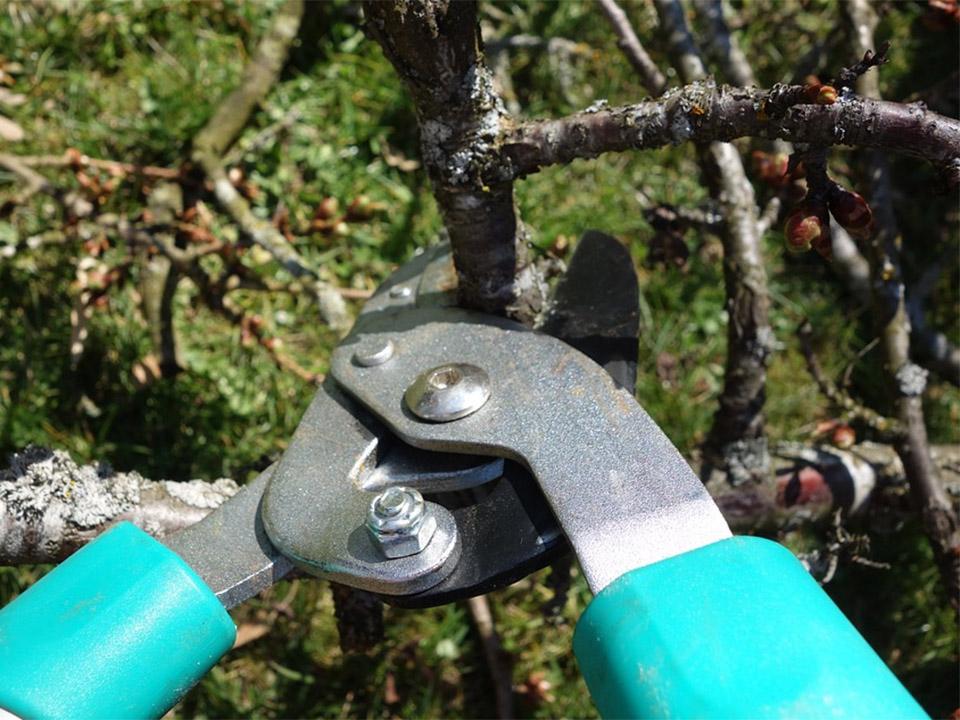Un outil d'élagage bleu qui coupe une branche d'arbre