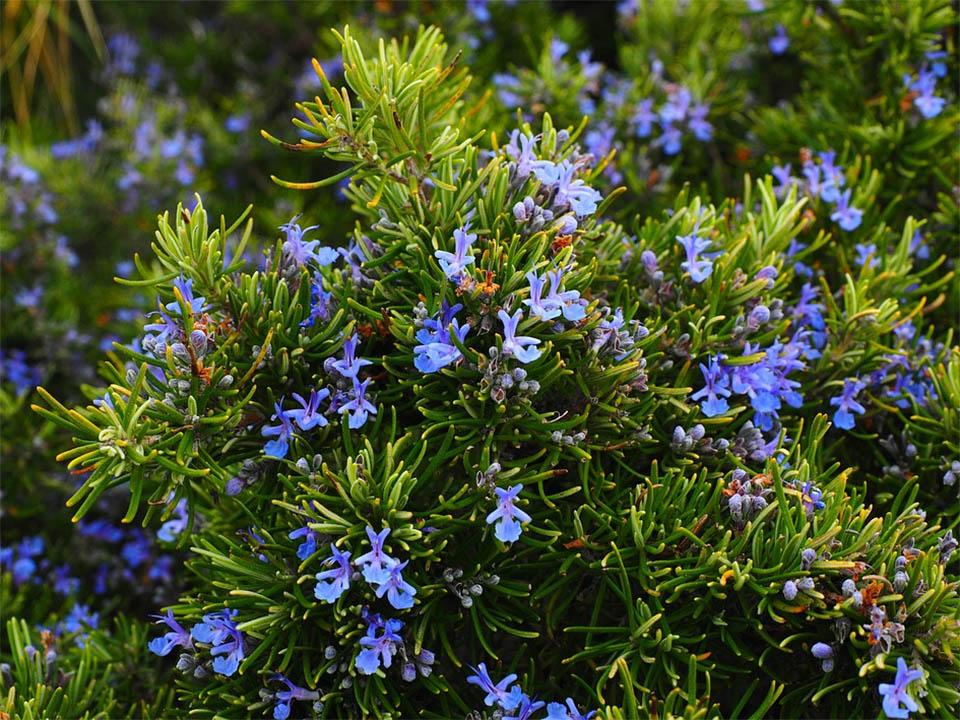 Romarin planté de fleurs épanouies