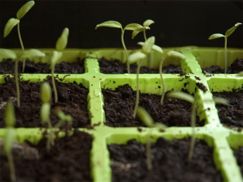 Seedling emerging from a green seed tray