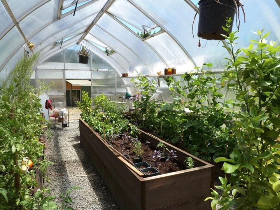 Hoklartherm Riga XL 5 Greenhouse interior view with plants inside