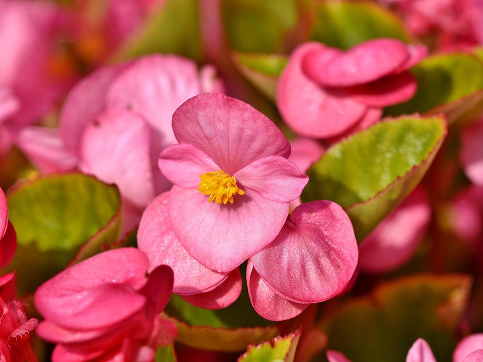 A bundle of pink Begonia Schiefblatt species