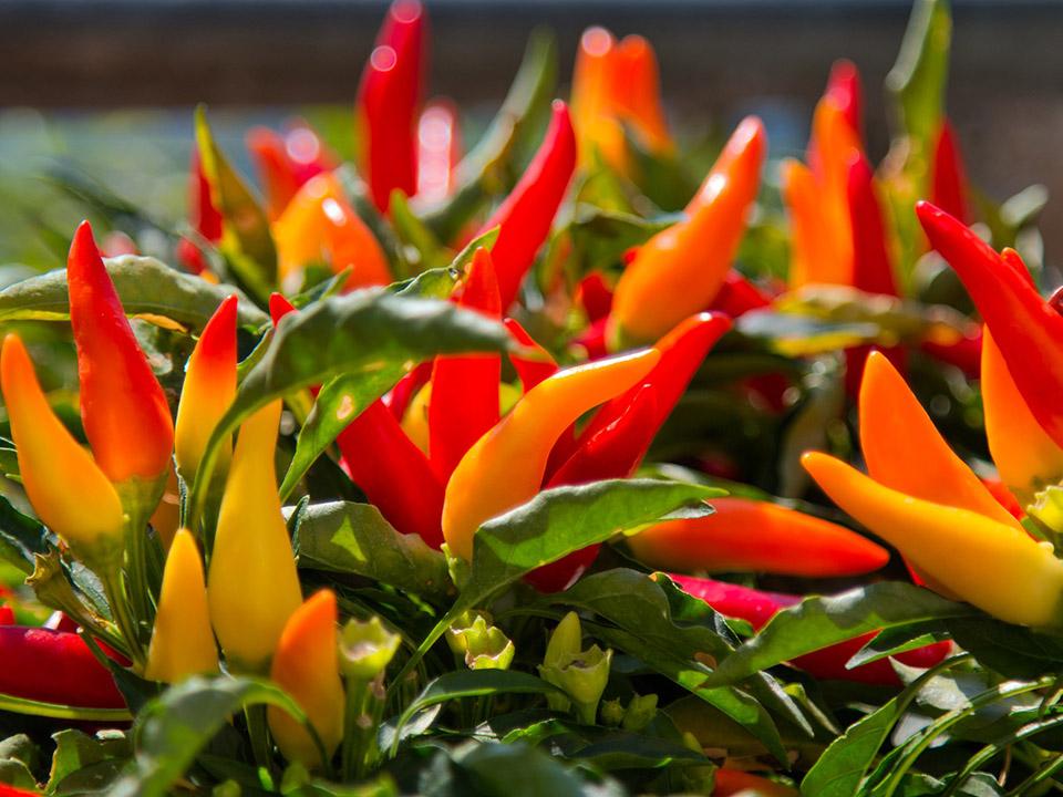 Red and yellow chilies with leaves