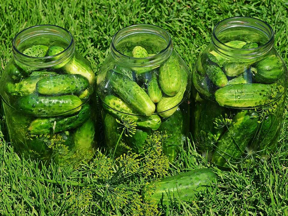 Harvested cucumbers placed in three separate clear jars