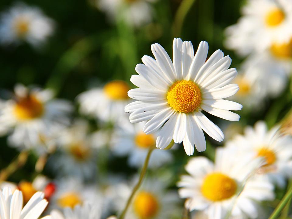 Blooming daisies planted in a garden