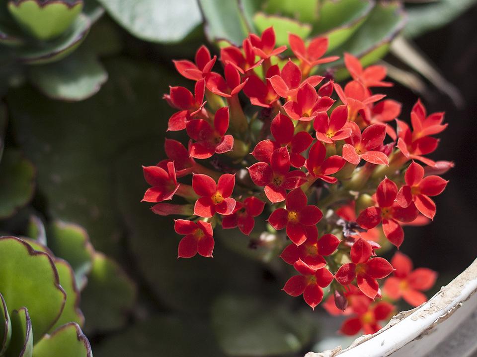 A bunch of red Kalanchoe blossfeldiana