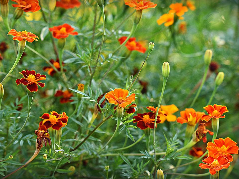 Various colors of Marigold flowers