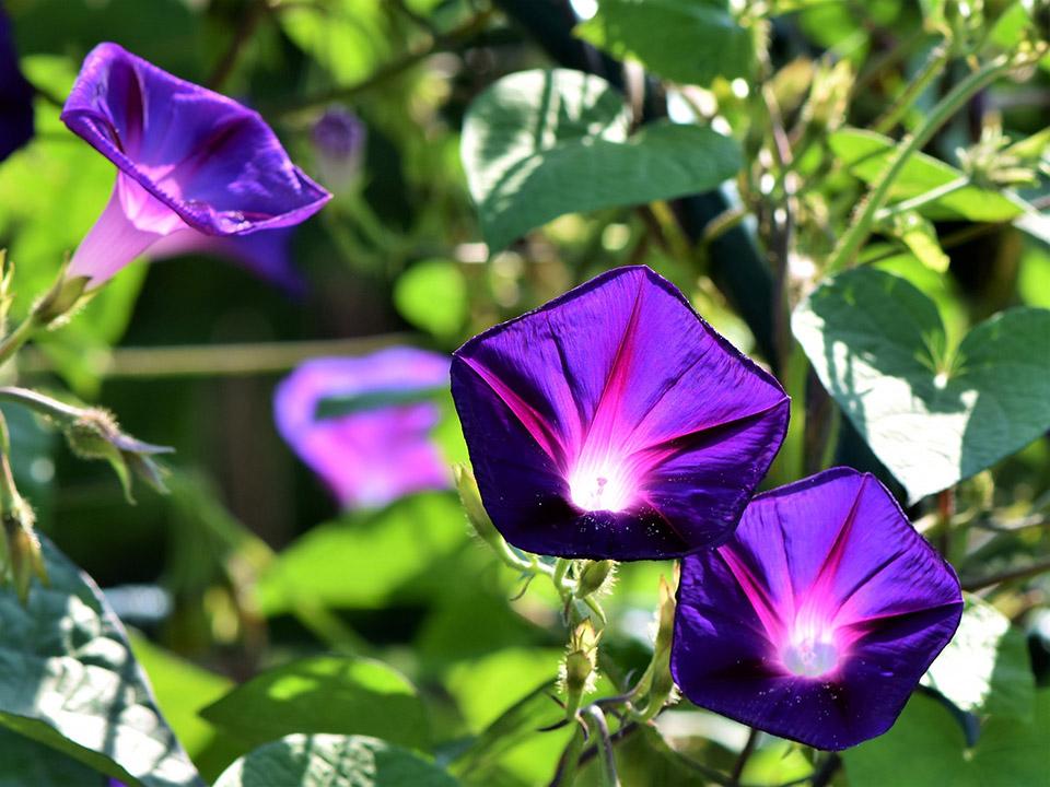 Planted Morning Glories in a Garden