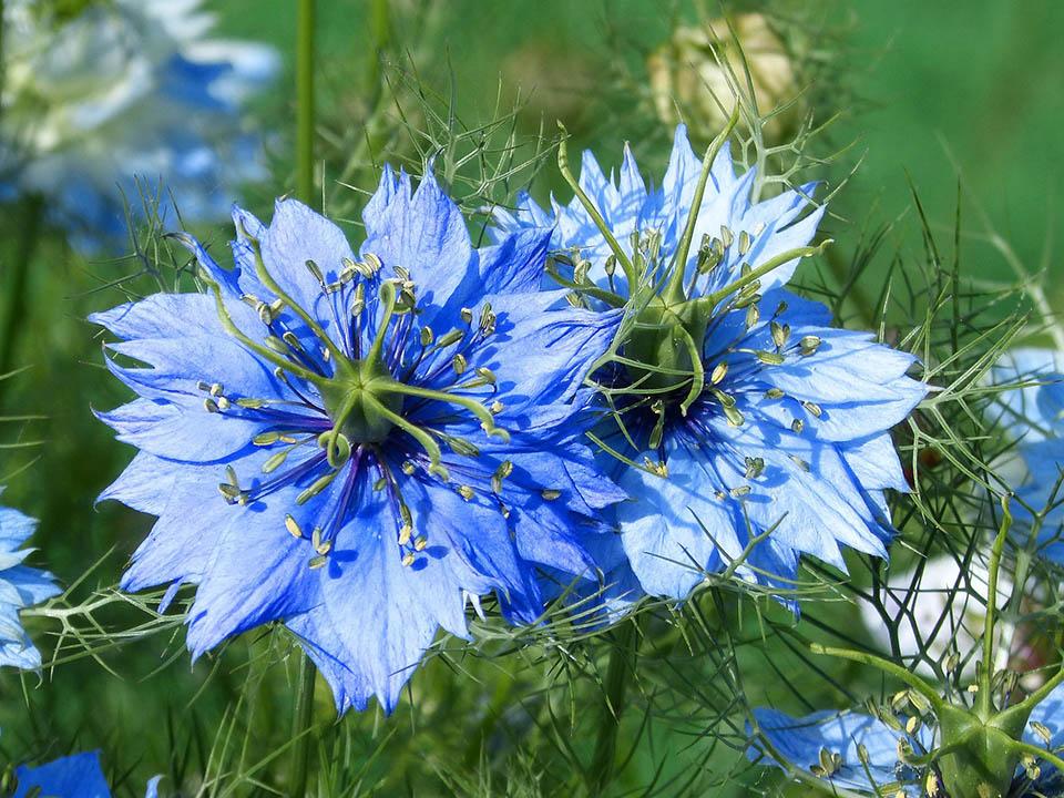 Blue Nigella or Love in a Mist Flowers
