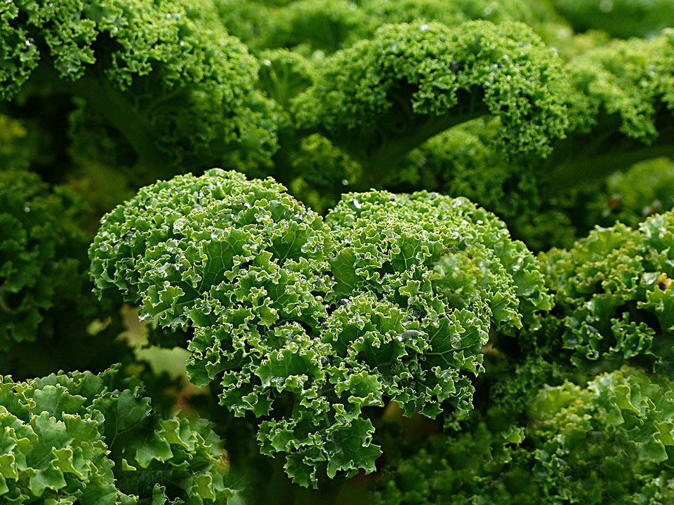 Fresh Green Leafy Kale is an easy to grow greenhouse plant