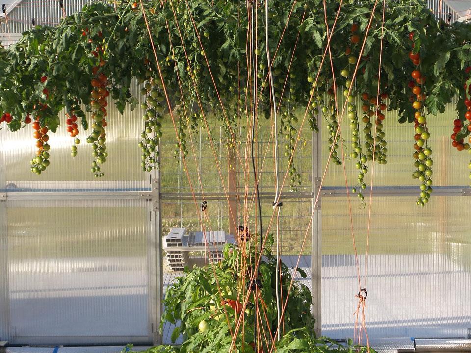 Red and green tomatoes planted inside a greenhouse
