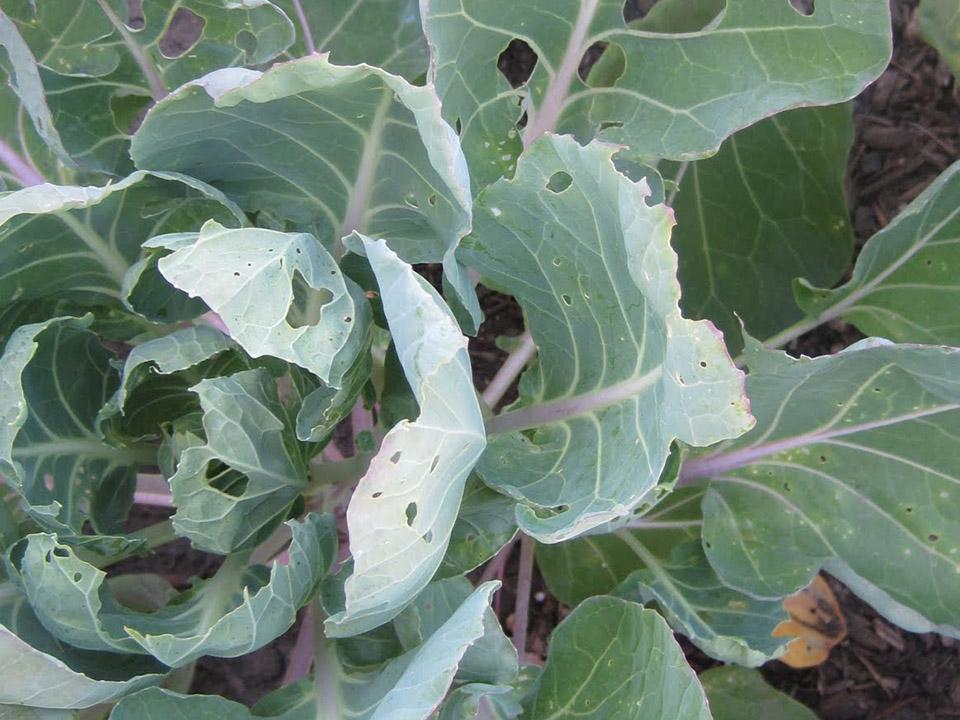 Brussels sprouts damaged leaves