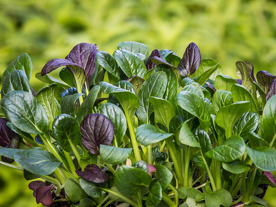 Purple and green spinach leaves