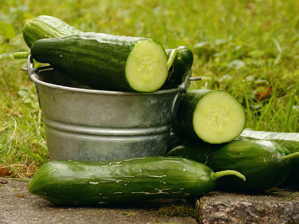Sliced cucumbers in a bucket