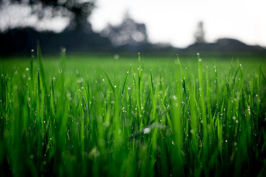 Fresh green, healthy lawn with water drops