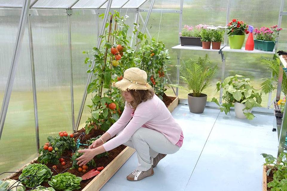 Growing your own plants in a greenhouse has many benefits
