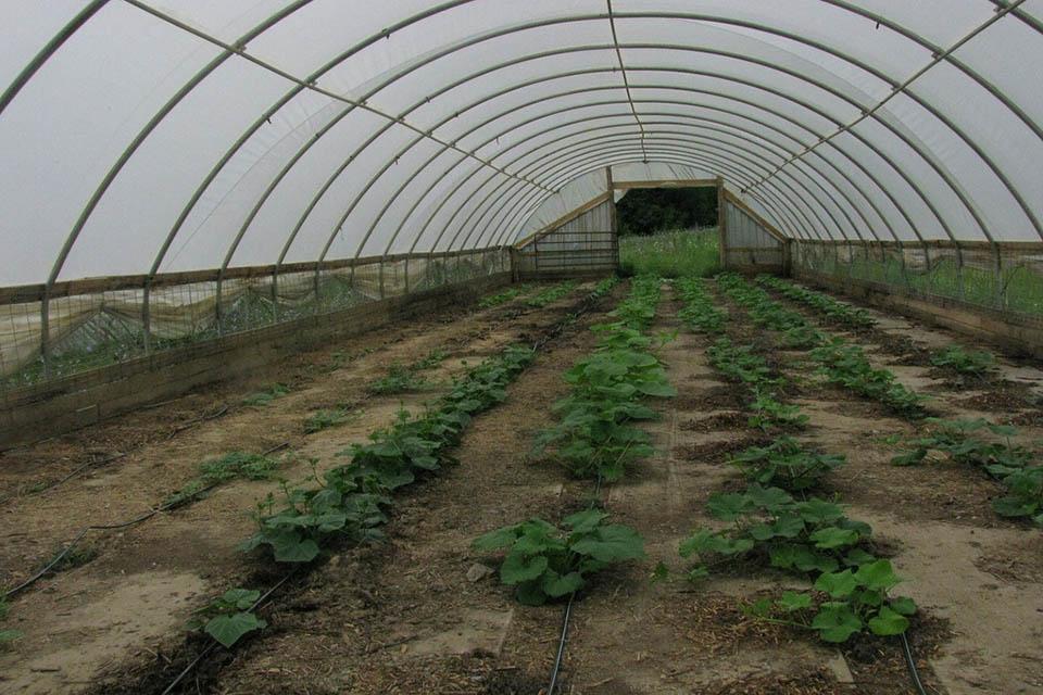 The hoop house is the cheapest option for greenhouses