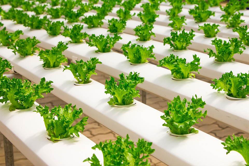 Hydroponic systems for greenhouses