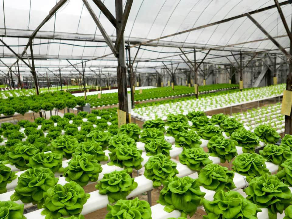 Vegetables Rows Inside a Greenhouse