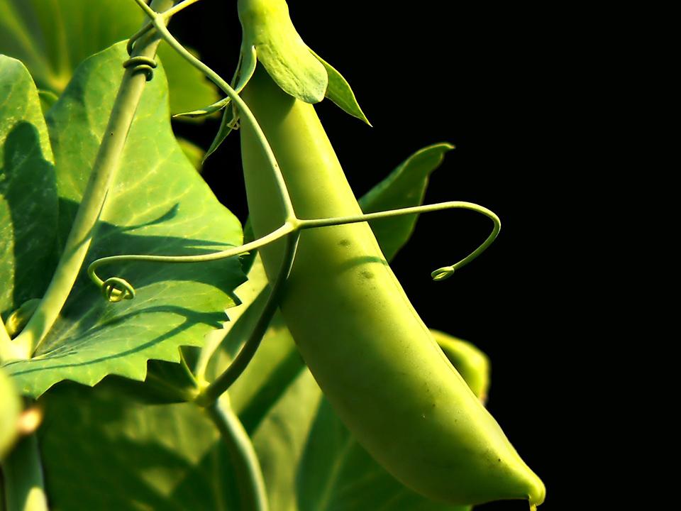 A ripe pea attached on its stem